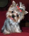 /album/fenykepgaleria/yorkshireterrier-1-jpg/